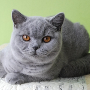 BARNEY Lovely Fairy*PL