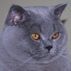 CH. JCH. D*Crystal Flame's OHIO's Midnight BLUE