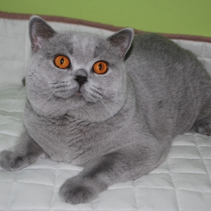 WANGELIN  Lovely Fairy*PL