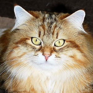  GERSHWIN Lovely Fairy*PL