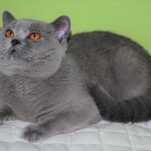 VIVALDI  Lovely Fairy*PL