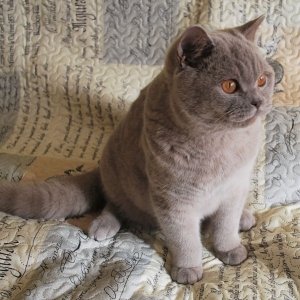 IC  CH  JCH NEFRYT Lovely Fairy*PL