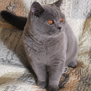 CH  JCH NORMAN Lovely Fairy*PL