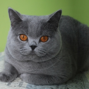 WOJAGER  Perła Mazur*PL