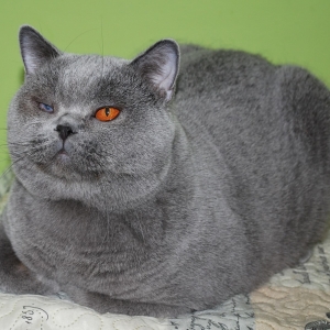 QUALISON  Lovely Fairy*PL