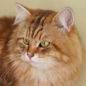 IC Russian Irbis ULAN*RU