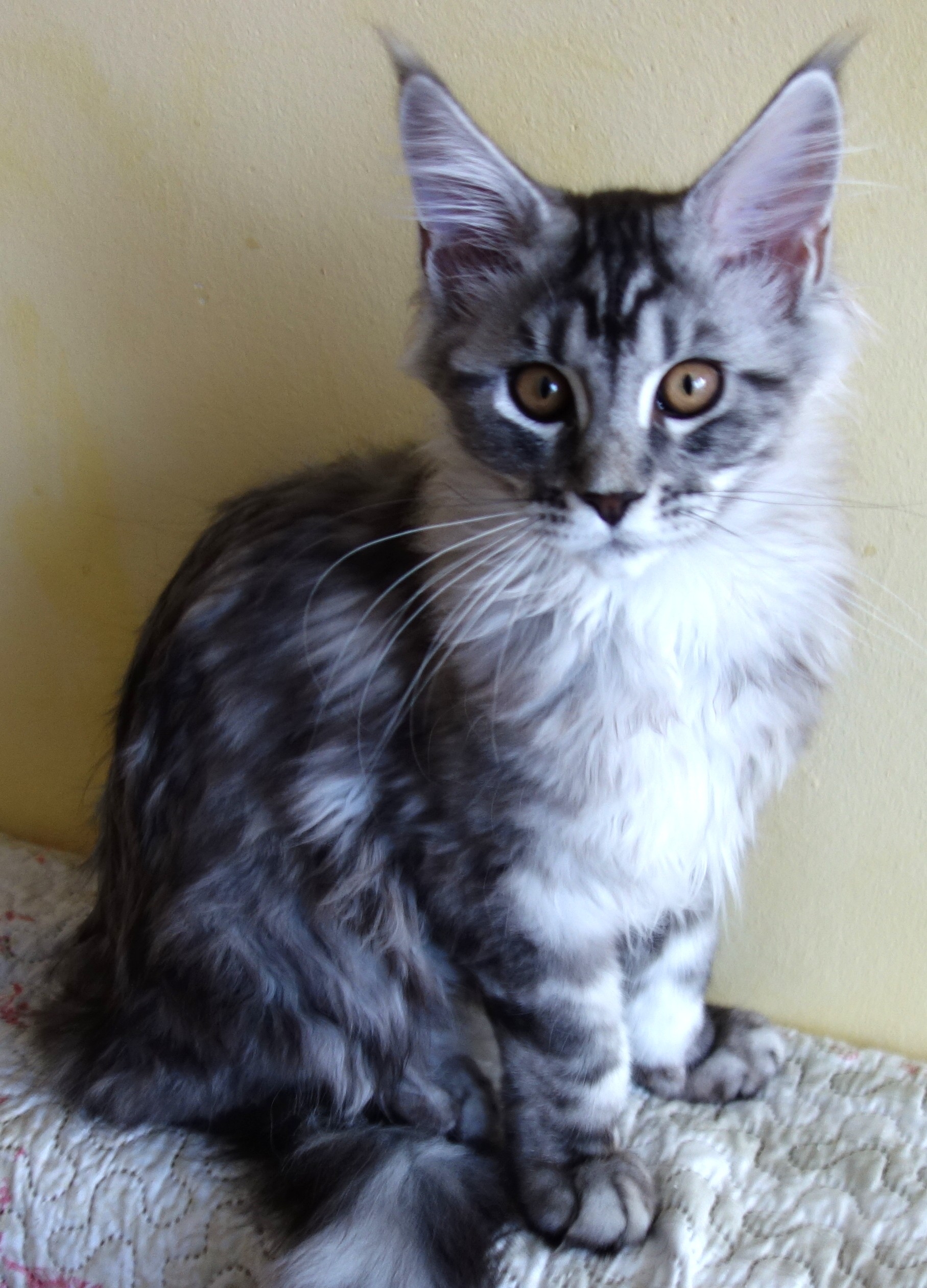 Figaro Lovely Fairy*PL