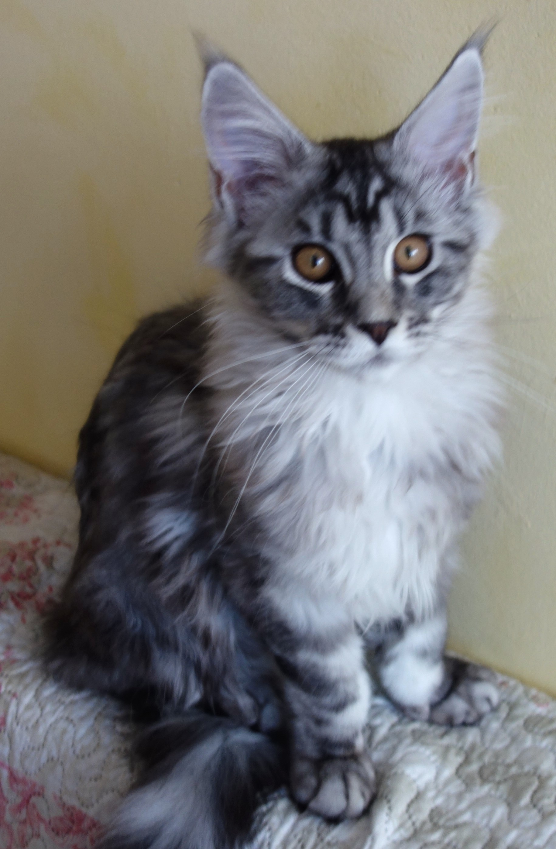 Figaro Lovely Fairy.PL