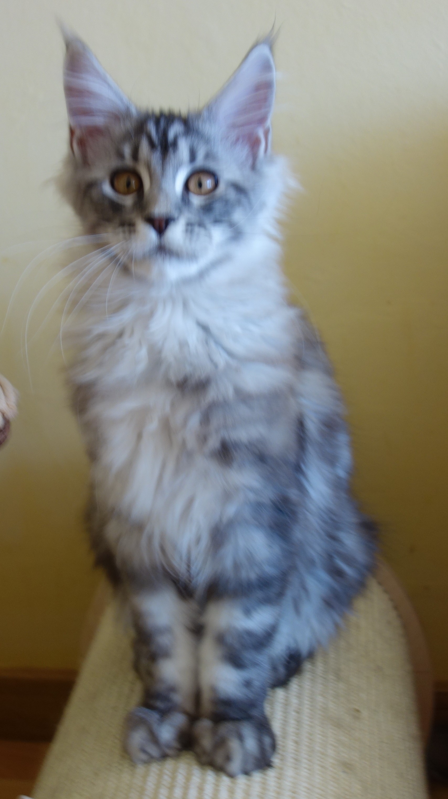 Figaro Lovely Fairy*PL