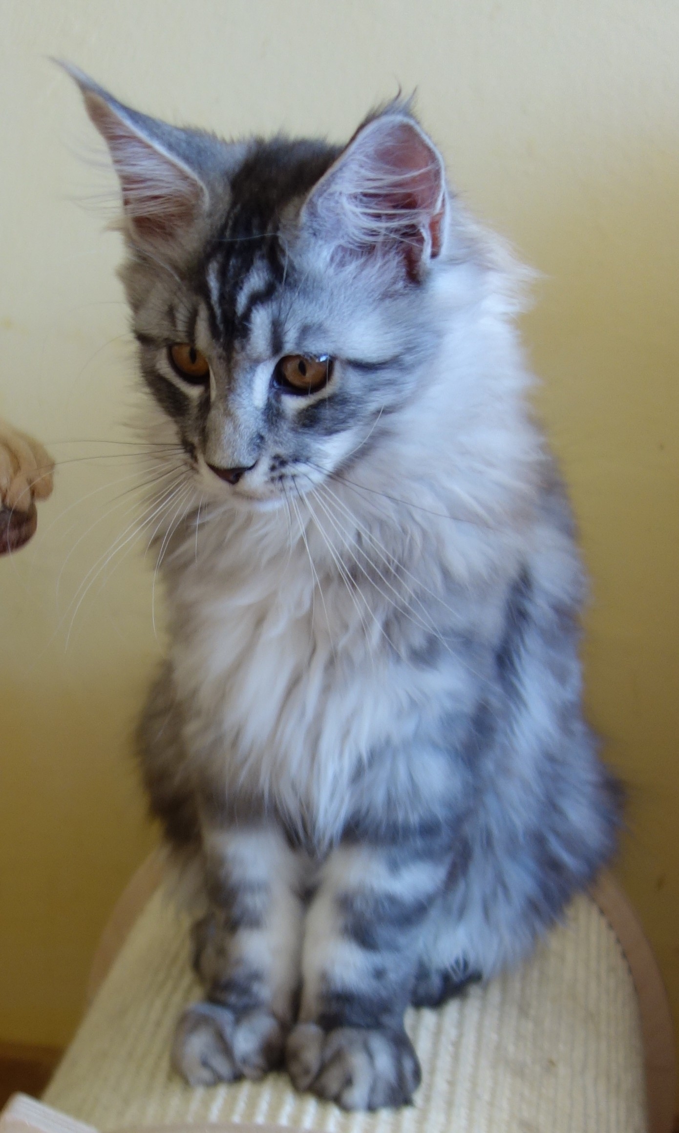 Figaro Lovely Fairy*PL