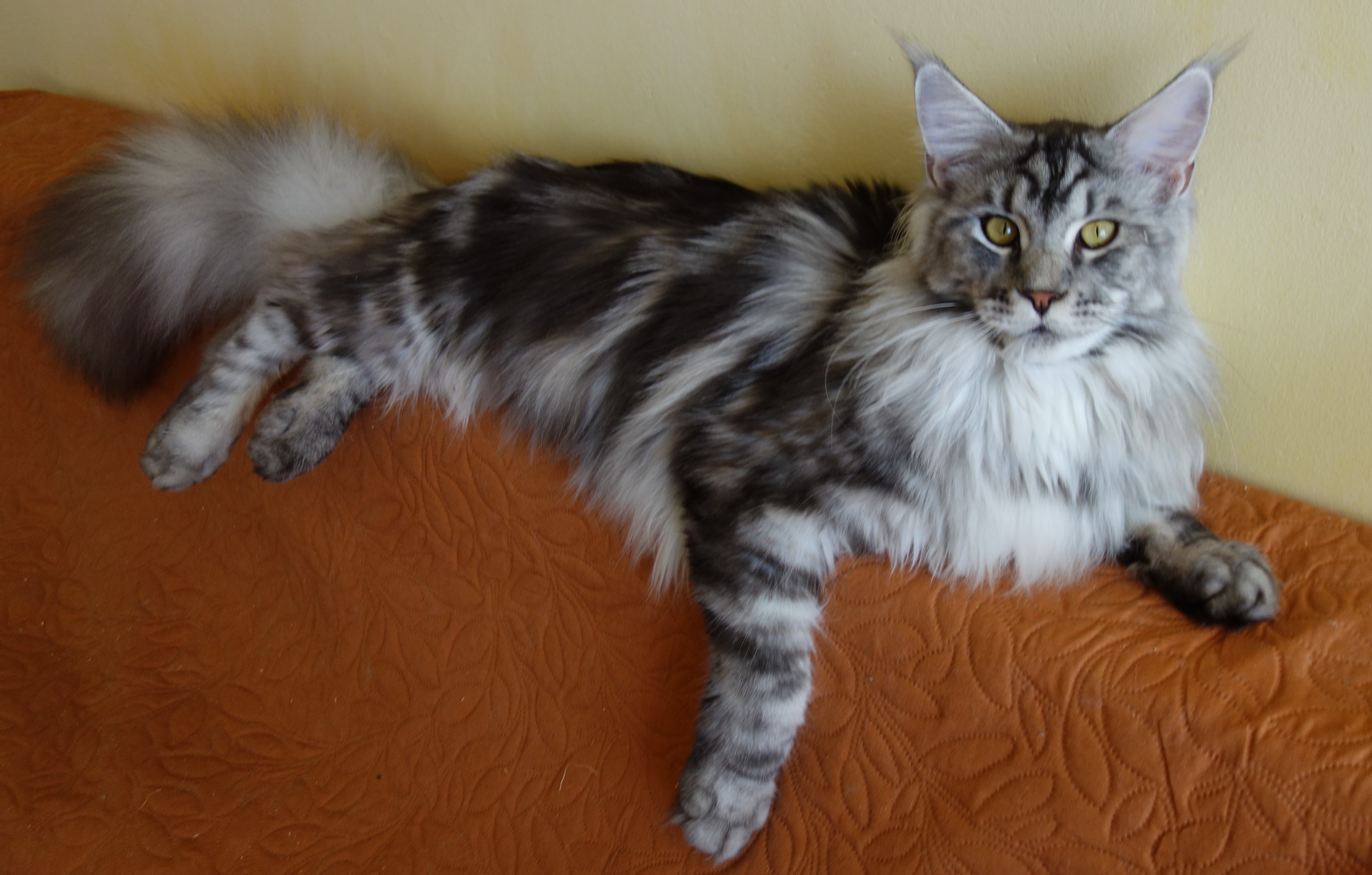 Figaro