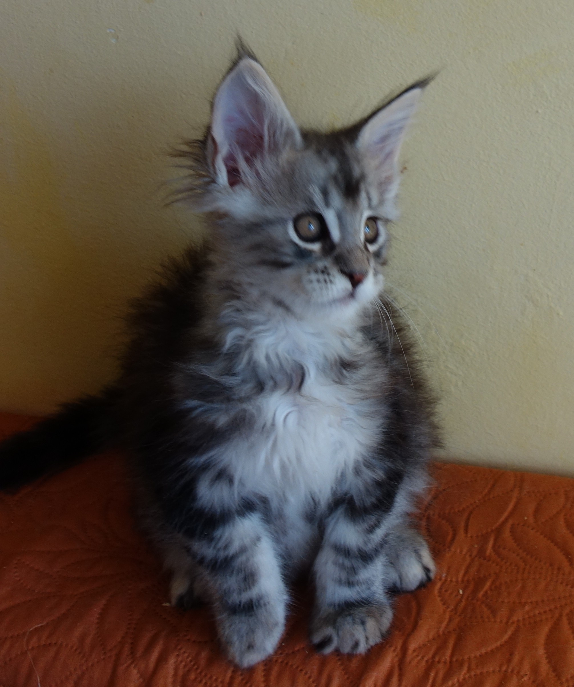 Guliver
