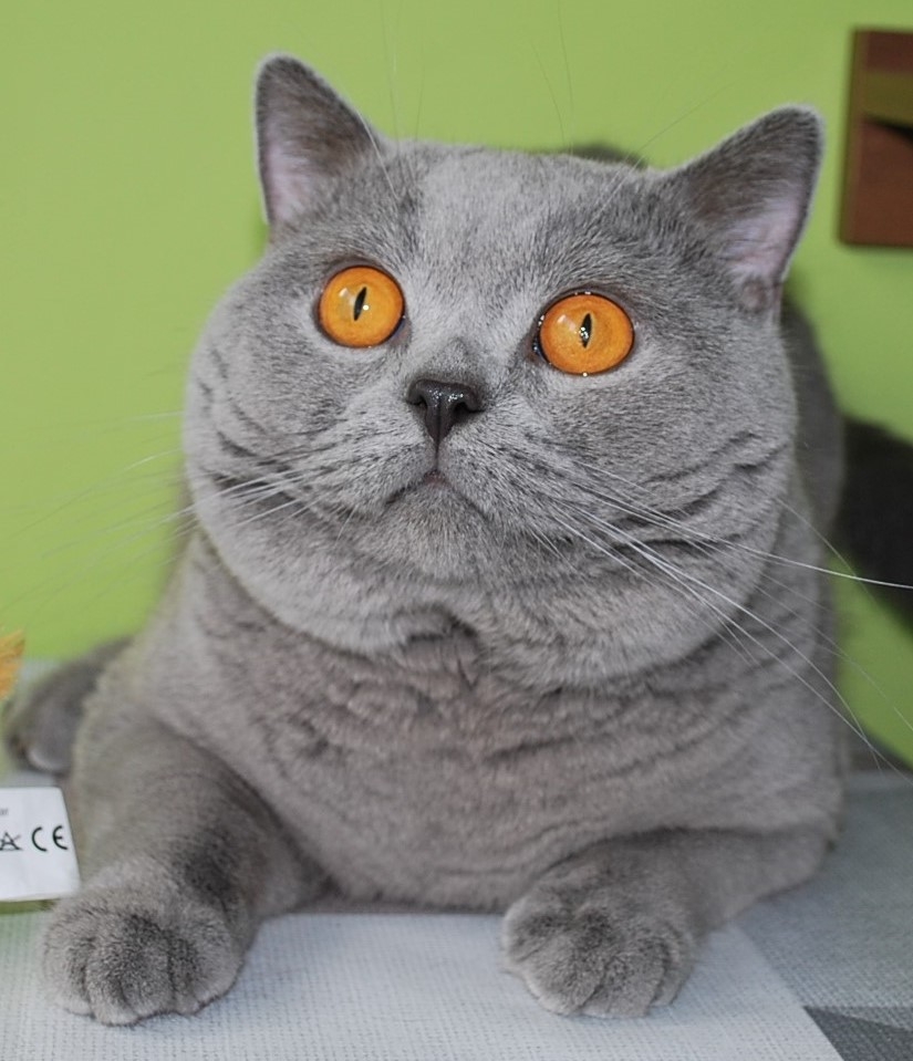 Norman Lovely Fairy*PL