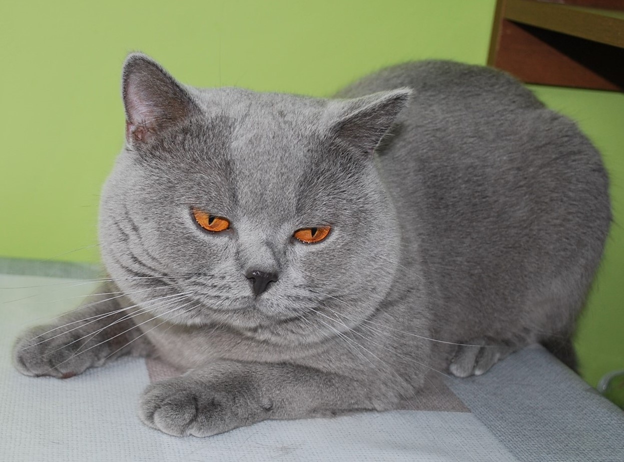 Norman Lovely Fairy*PL