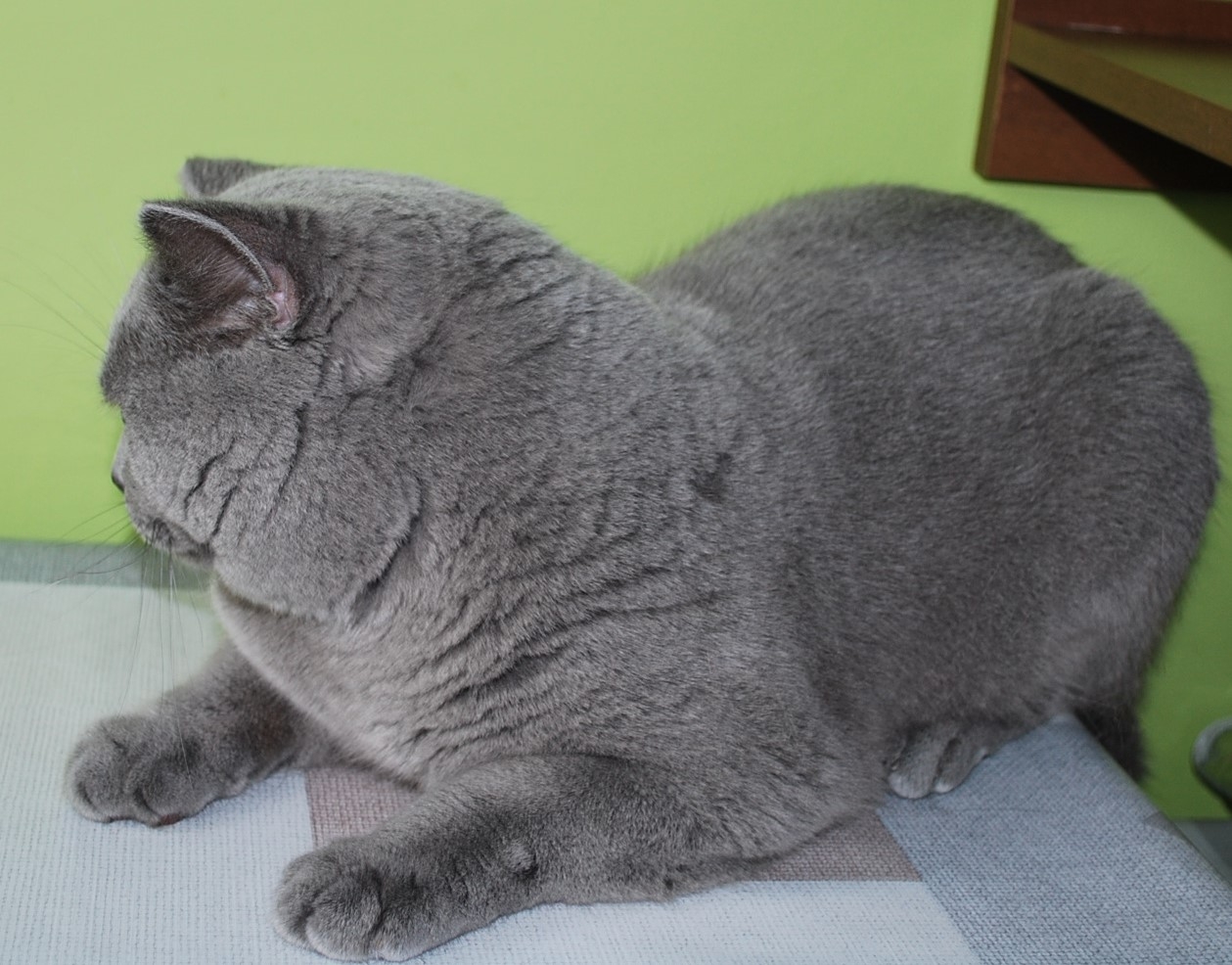 Norman Lovely Fairy*PL