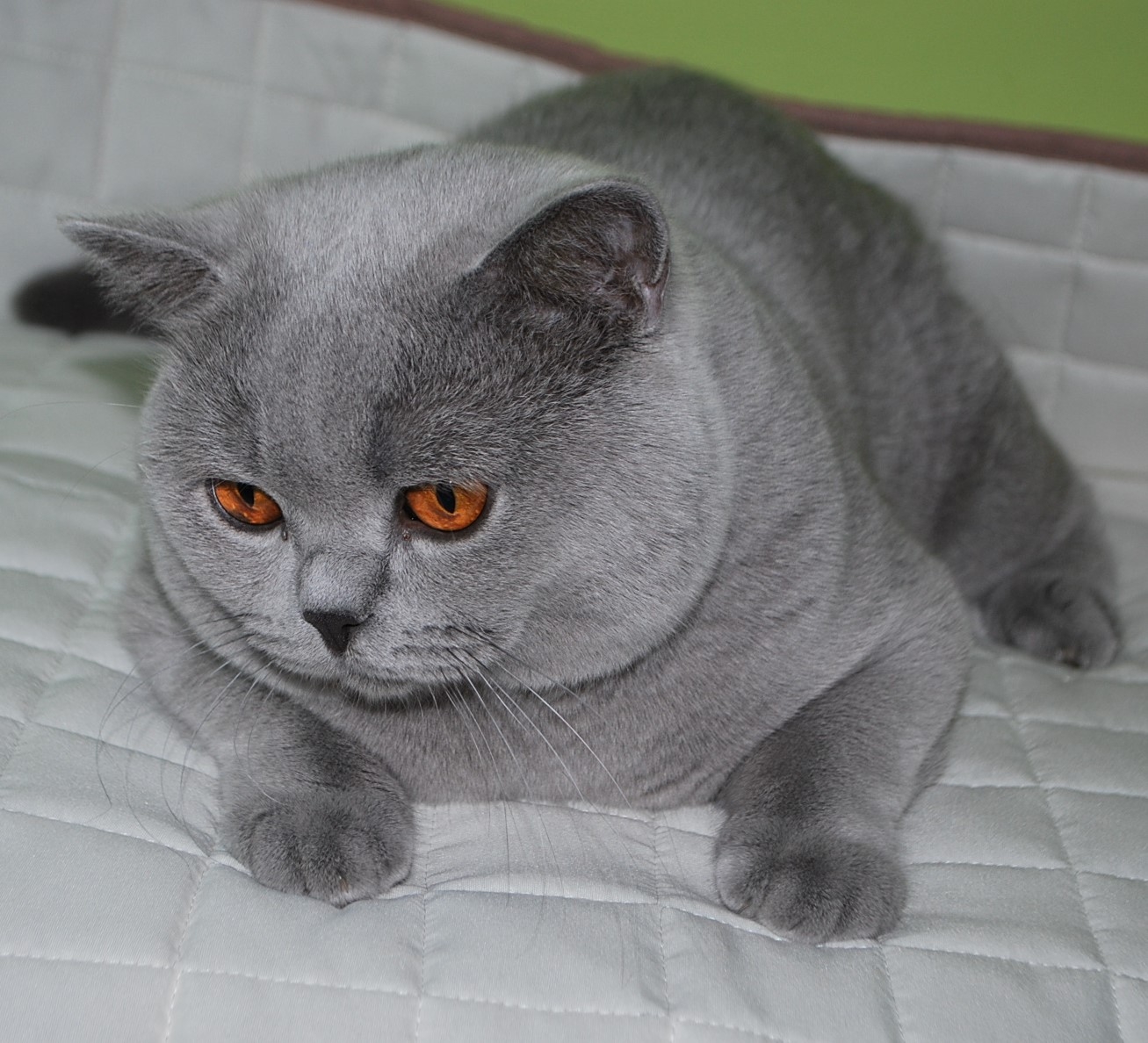 Wangelin Lovely Fairy*PL