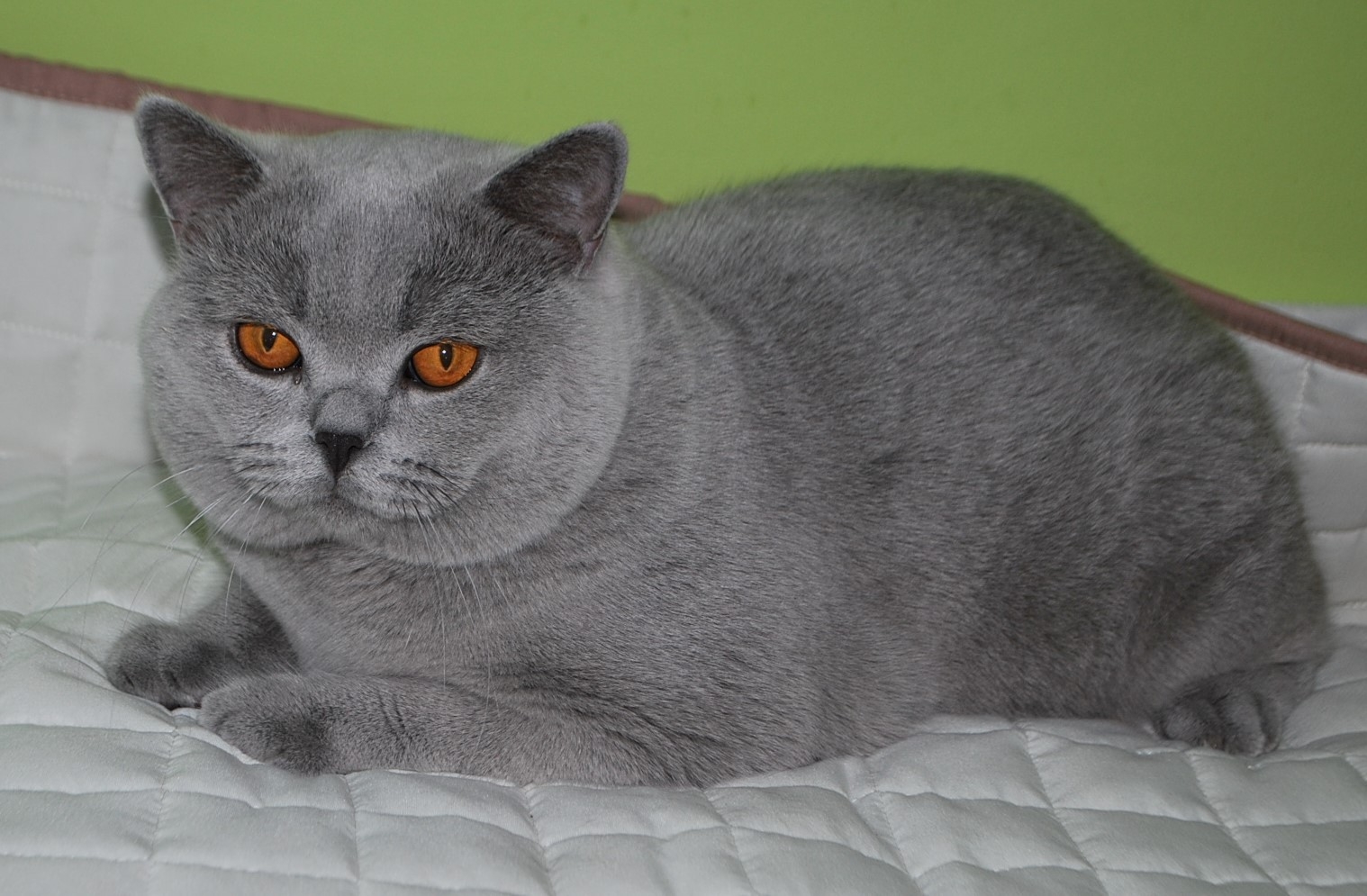 Wangelin Lovely Fairy*PL