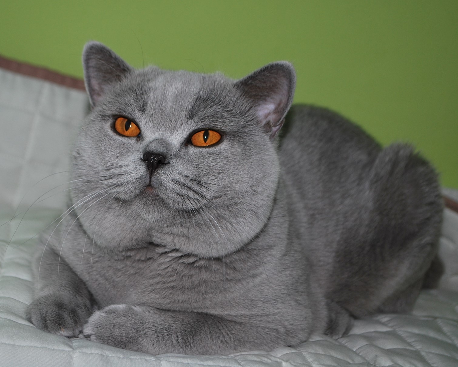 Wangelin Lovely Fairy*PL