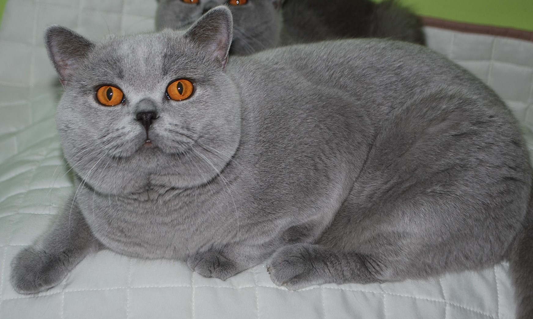 Wangelin Lovely Fairy*PL