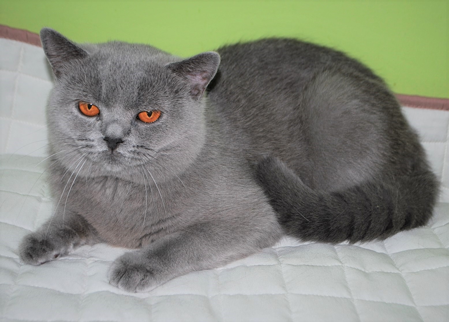 Vivaldi Lovely Fairy*PL