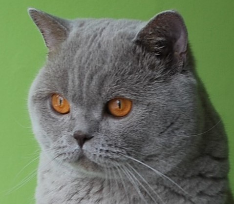 NEFRYT Lovely Fairy*PL