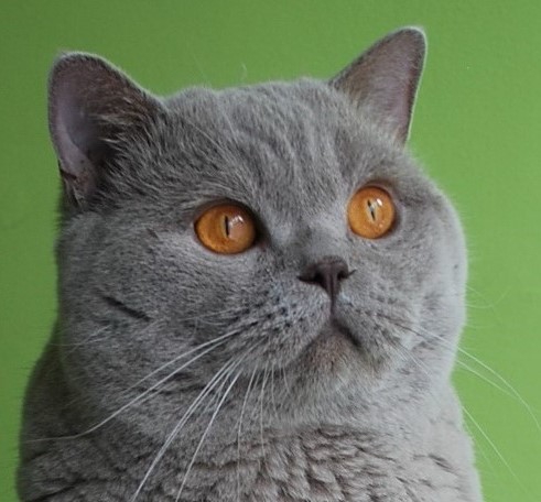 NEFRYT Lovely Fairy*PL