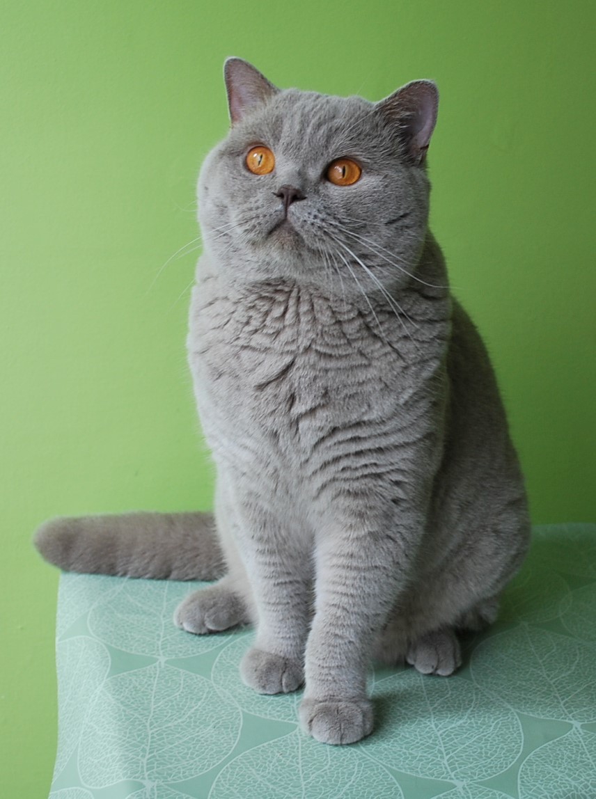 NEFRYT Lovely Fairy*PL