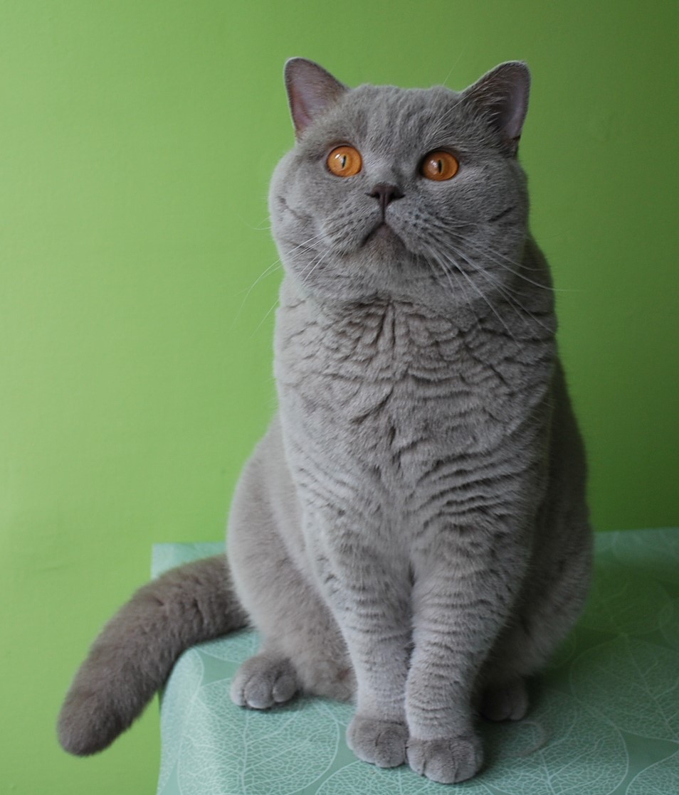 NEFRYT Lovely Fairy*PL