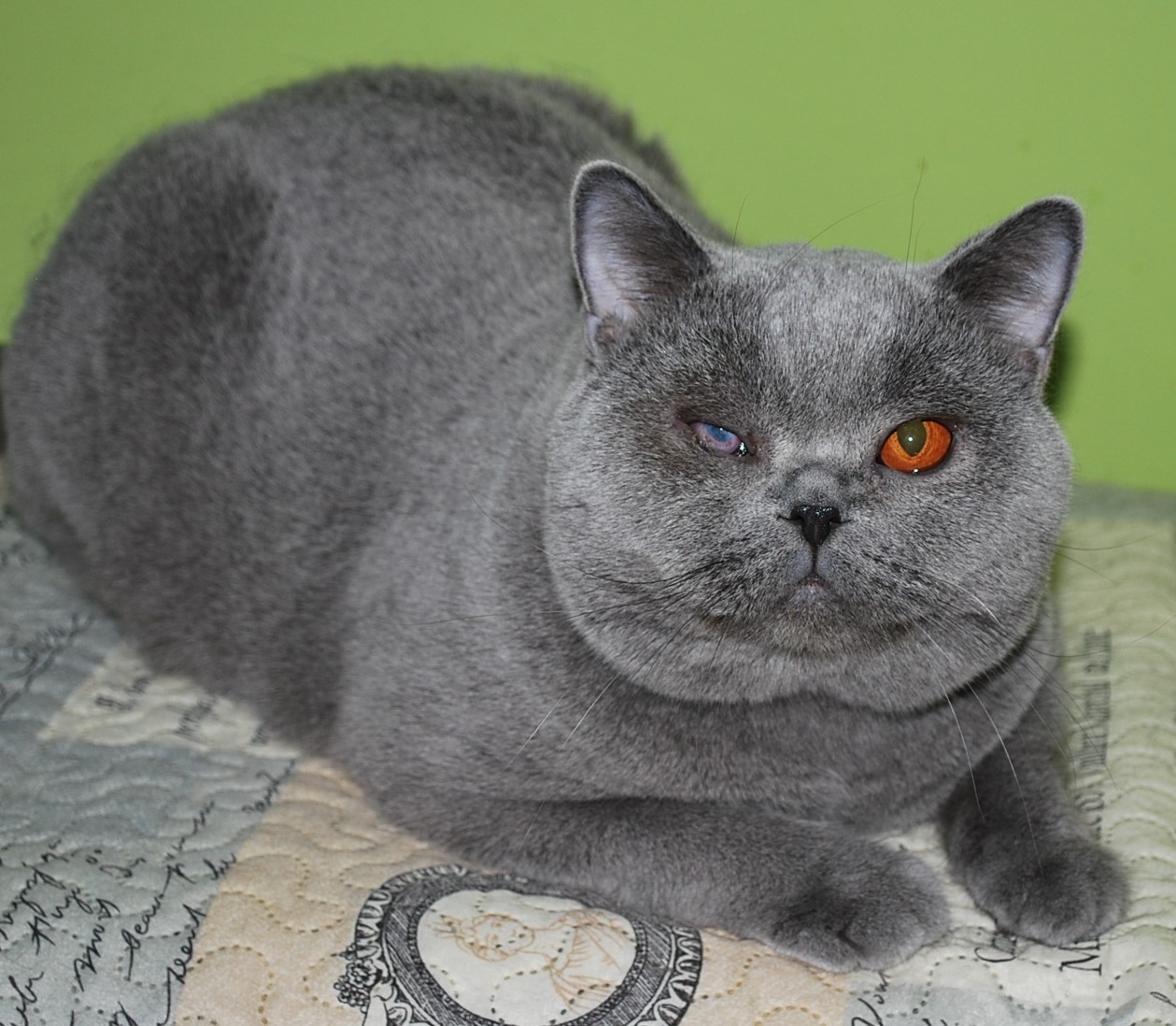 Qualison Lovely Fairy*PL