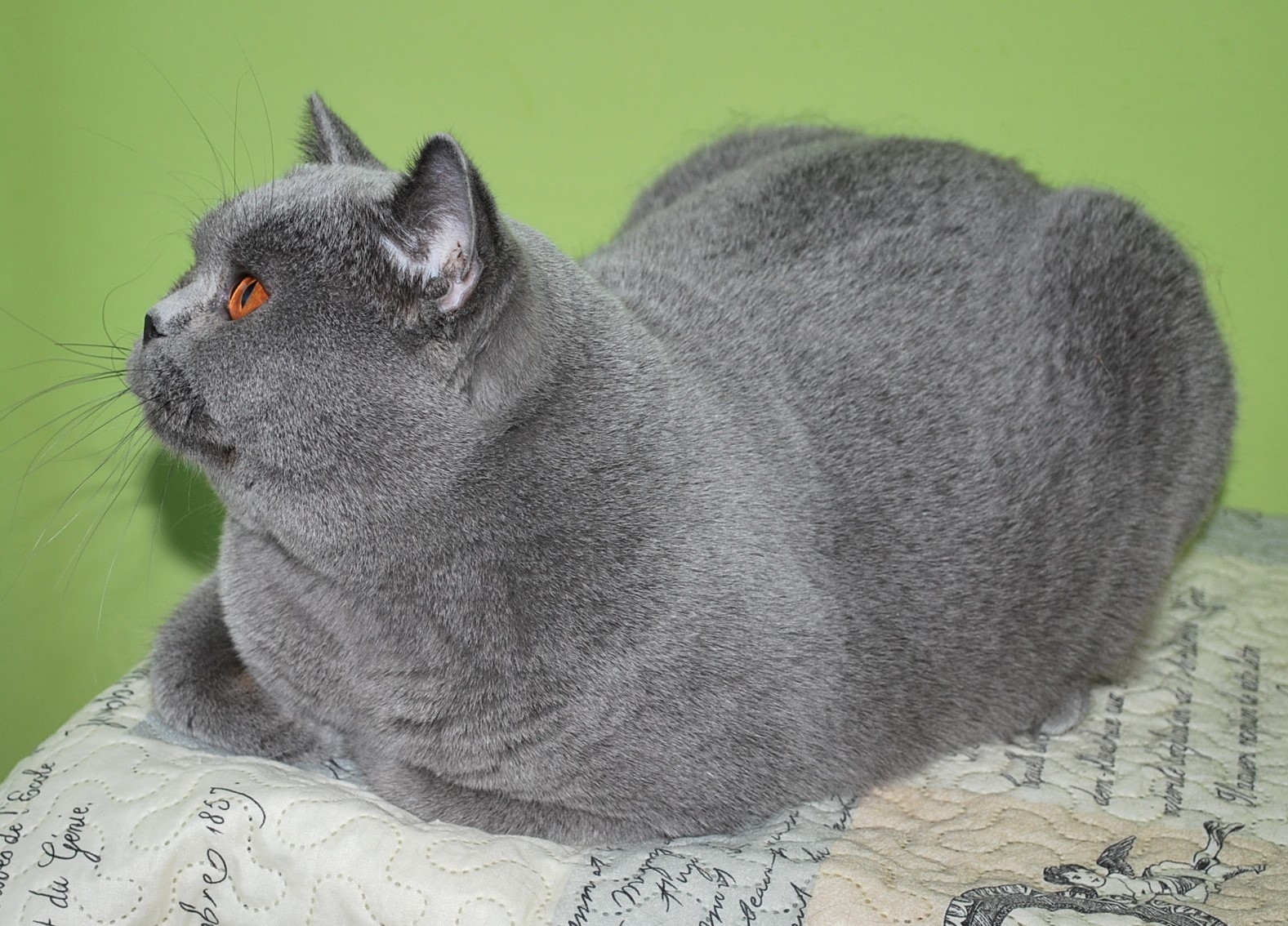 Qualison Lovely Fairy*PL