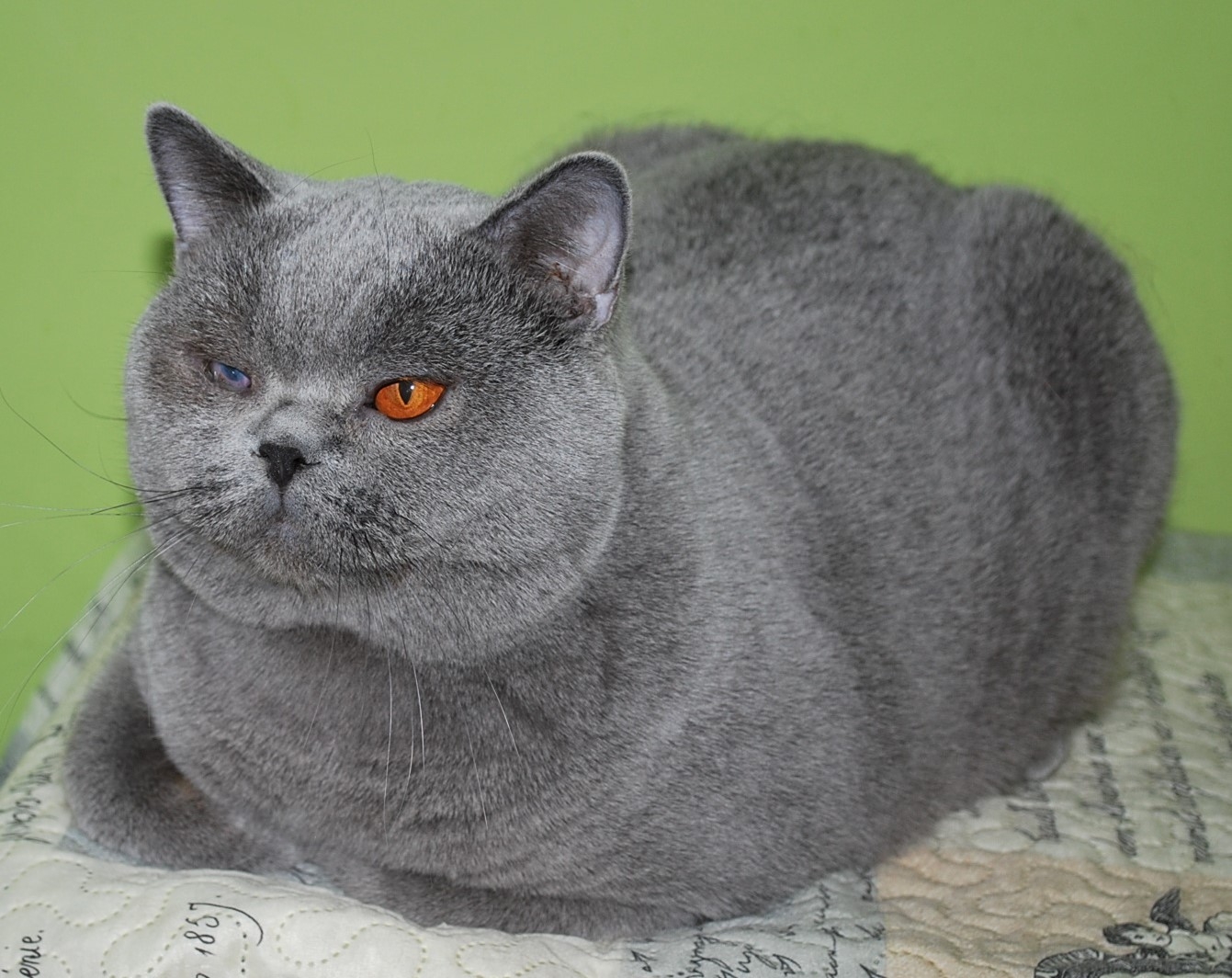 Qualison Lovely Fairy*PL