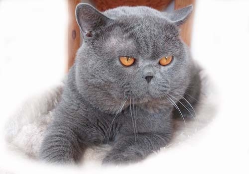 CH Keanu Sens Lavres*CZ