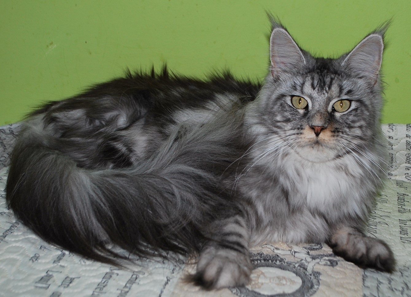 Opera Silver Fury*PL